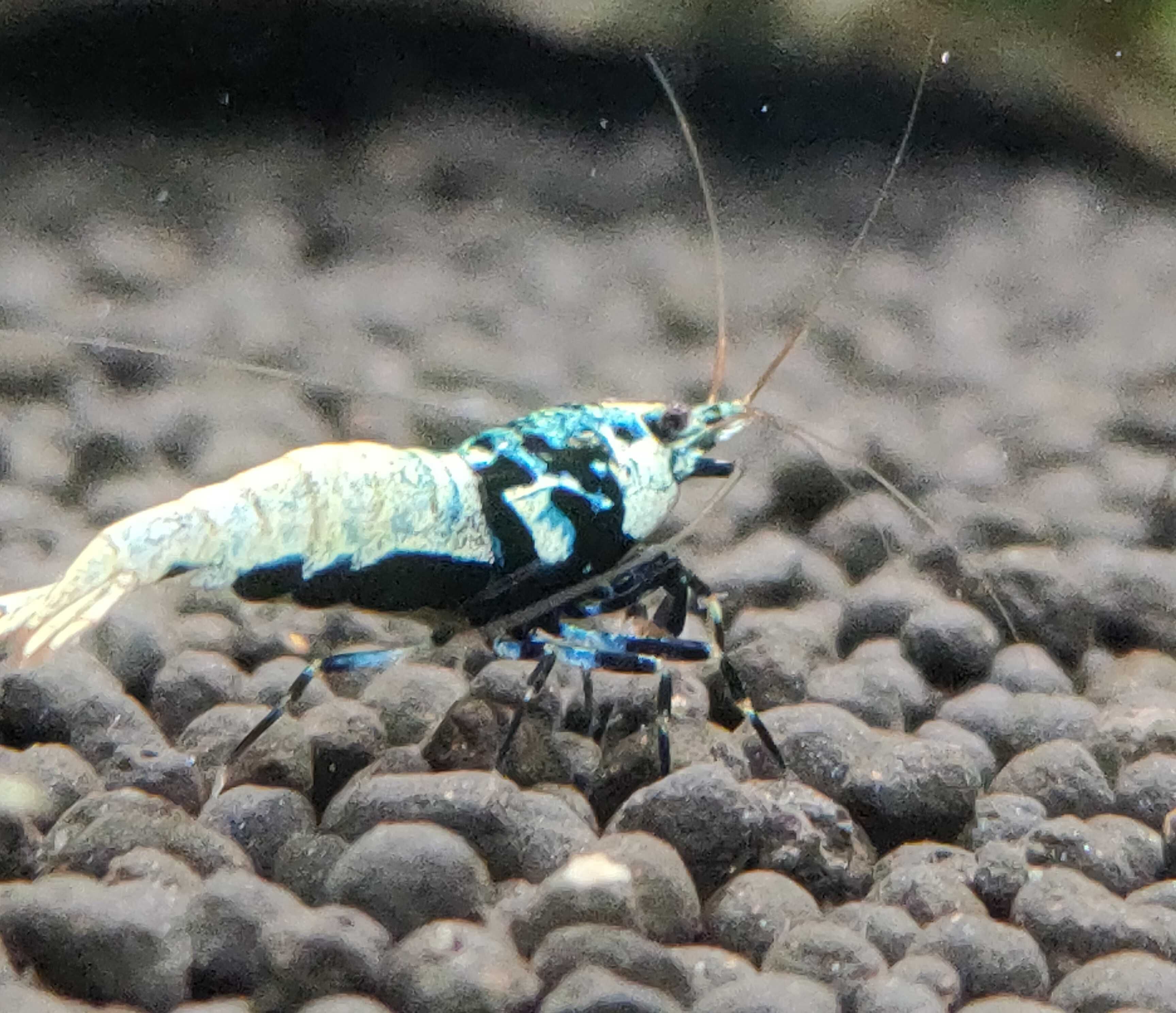 Krewetki Caridina BOA MID Zamiana GRATIS PROMOCJA