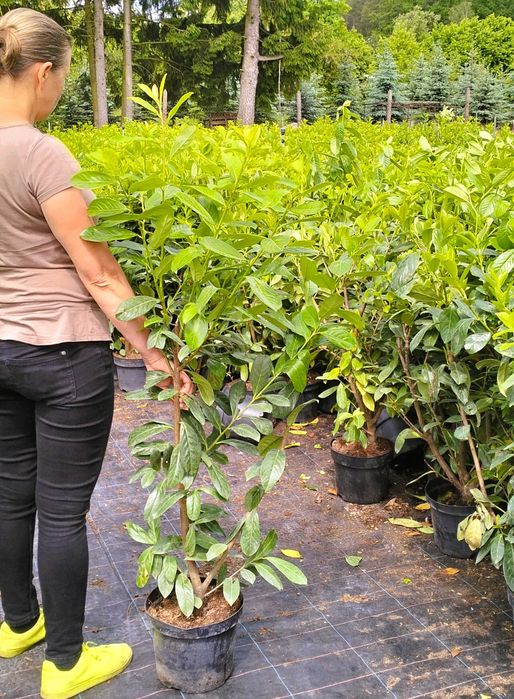 Laurowiśnia Novita Elly w doniczce 100-120 cm