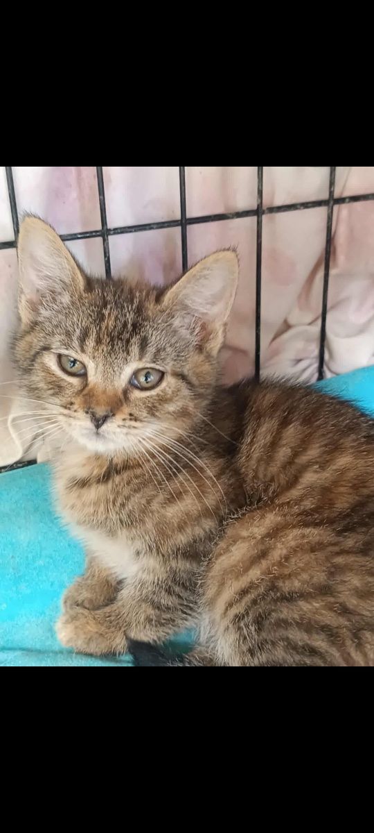 Kotki do adopcji