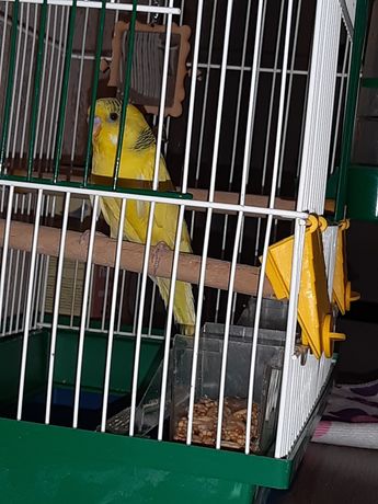 Попугайчик желтый волнистый+клетка