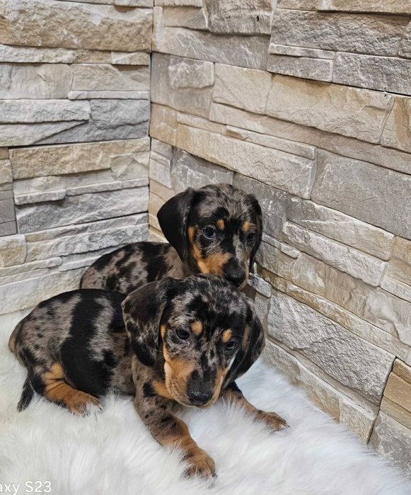 Jamnik miniaturowy krótkowłosy merle suczka