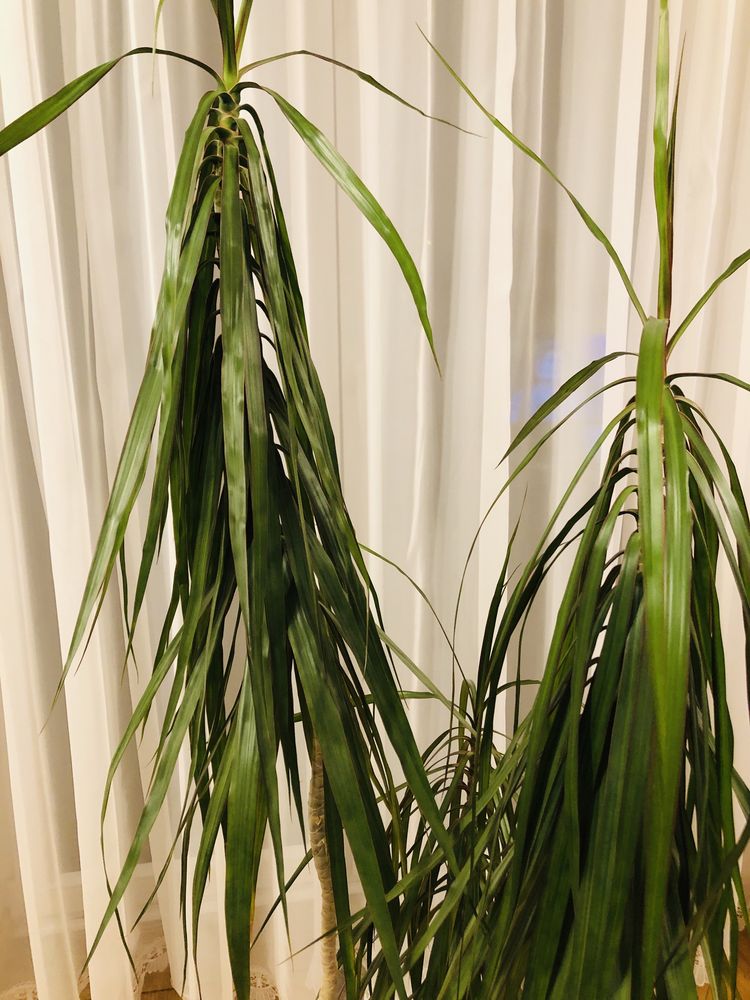 Dracena w doniczce 165 cm