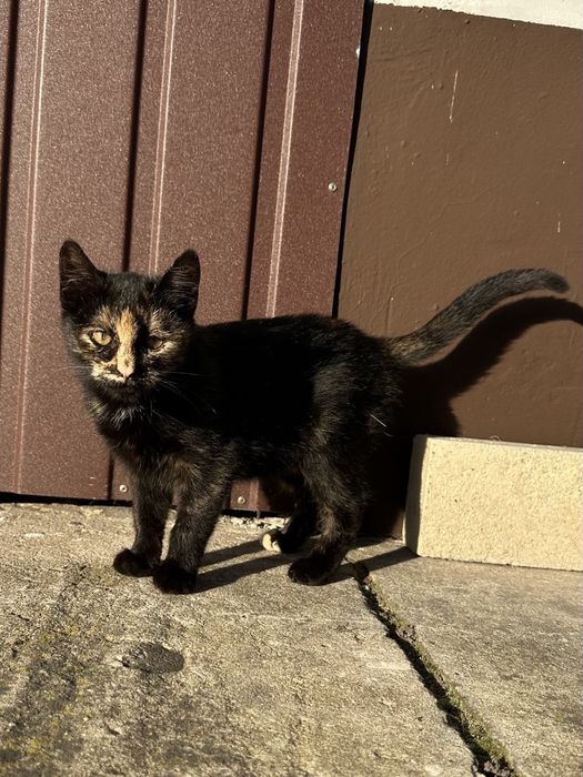 Czarny kotek z bursztynowym pyszczkiem szuka domku!