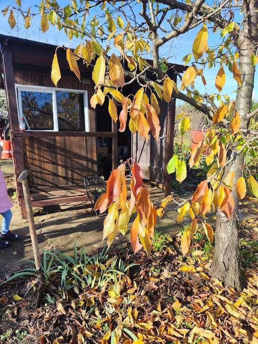 Działka ROD Archimedes Wrocław Kozanów