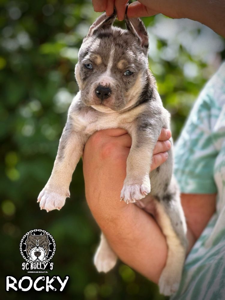 American Bully ABKC merle tricolor
