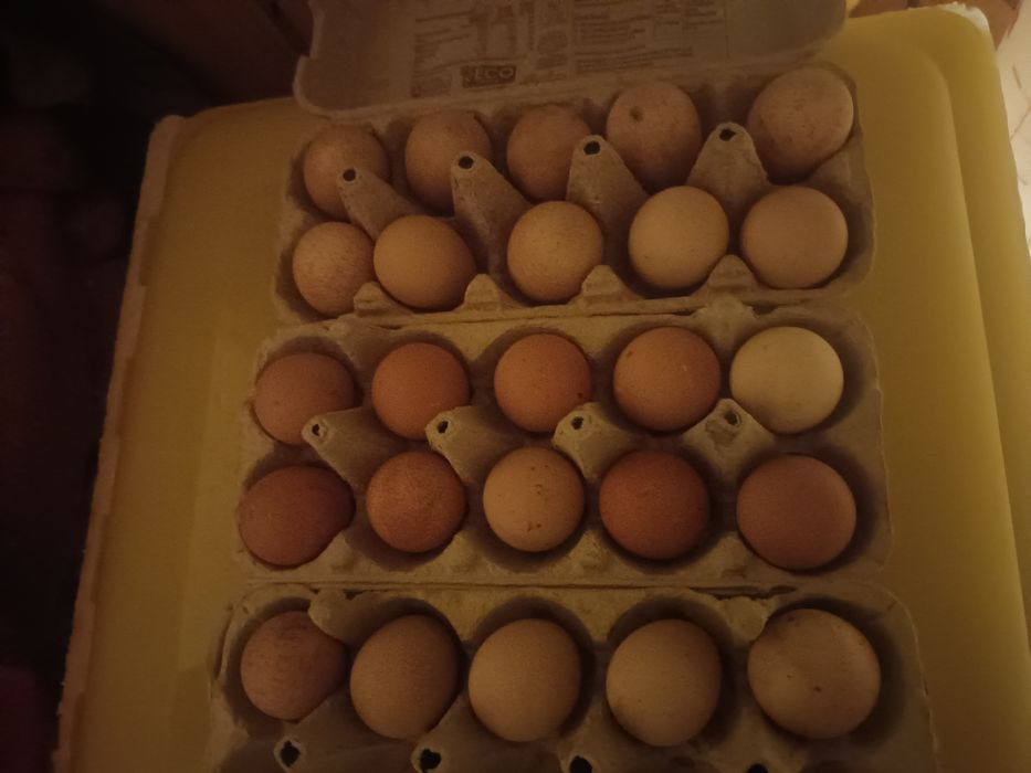 Jajka lęgowe perliczek