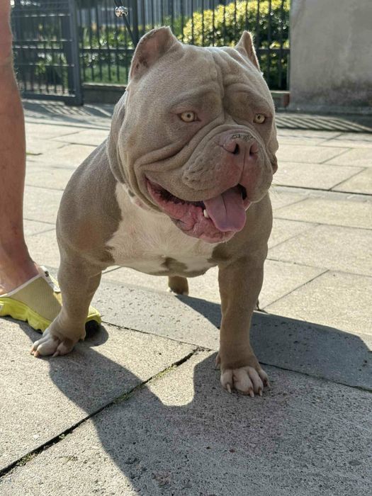 American bully pocket