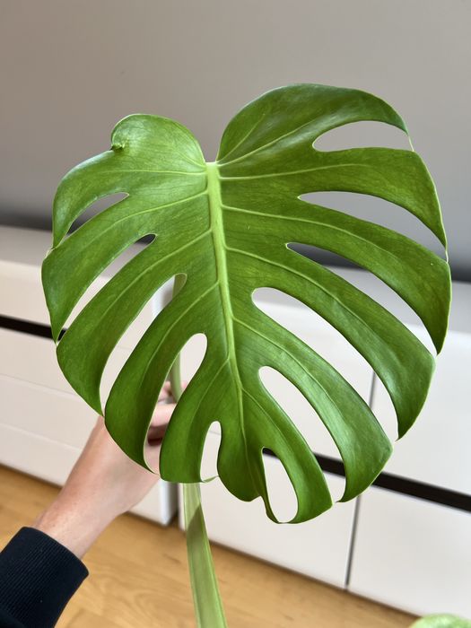 Monstera Deliciosa Mint (szczyt)