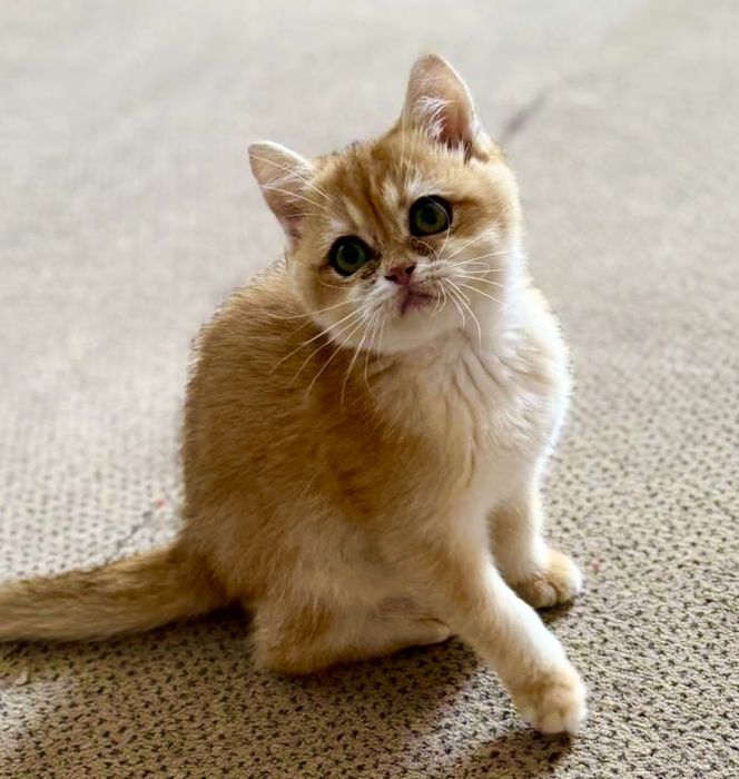 Красивые котята золотой шиншилы