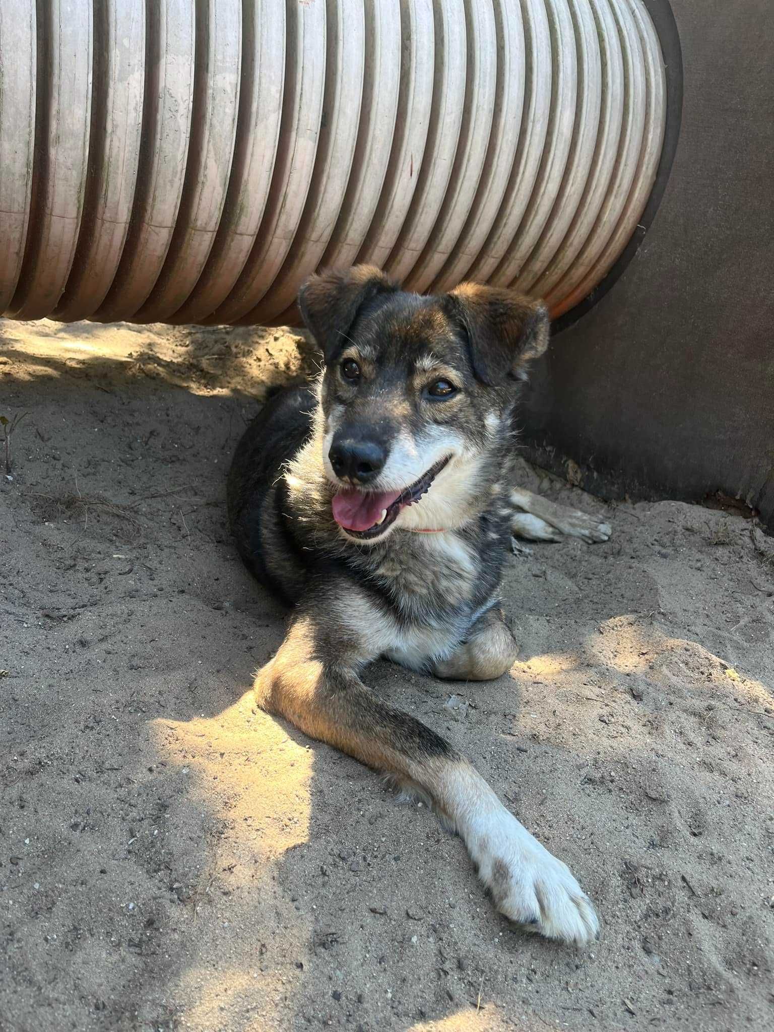 Radosny Gipson poleca się do adopcji