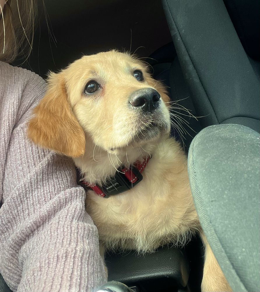 Golden Retriever suczka gotowa do odbioru