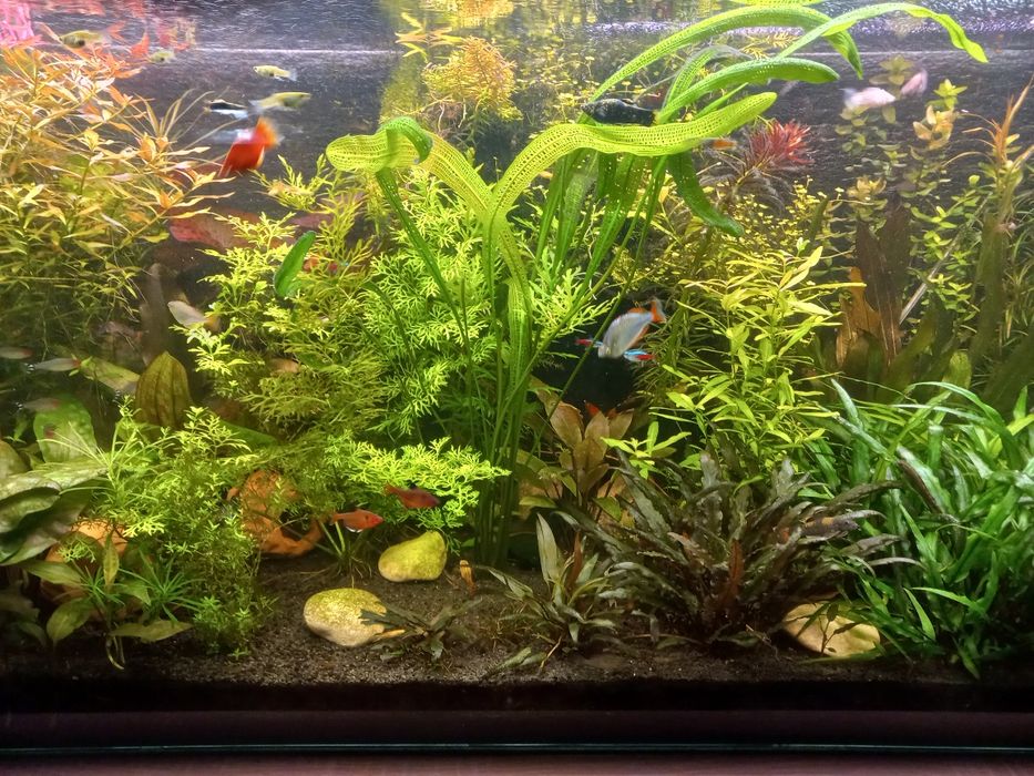 Sprzedam  roślinki akwariowe