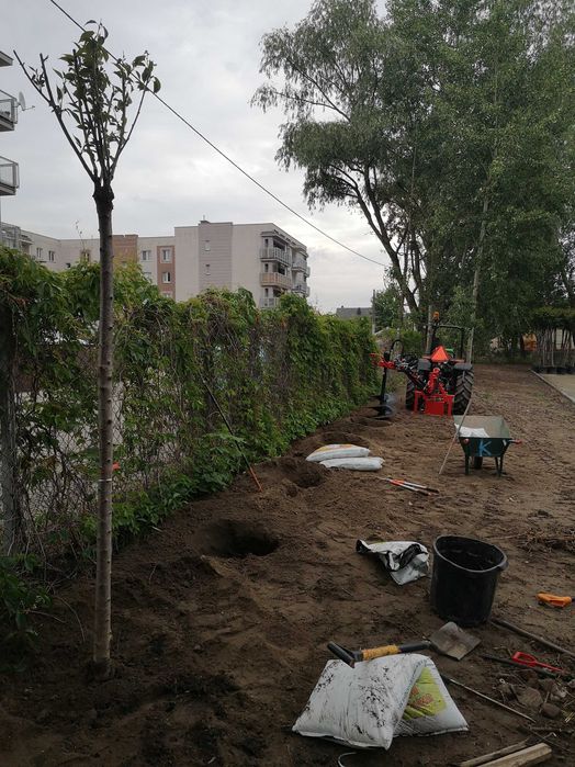 Drzewa, sadzenie drzew, nasadzenia zastępcze, klon, dąb, lipa, wiśnia