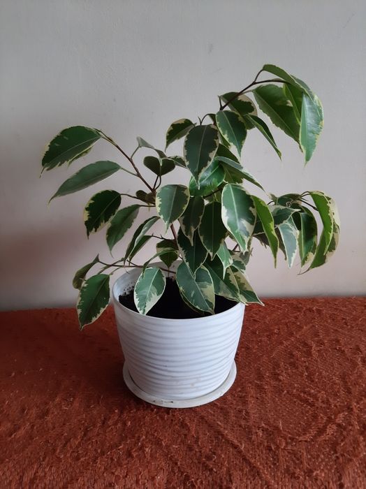 Fikus figowiec beniaminek roślina doniczkowa