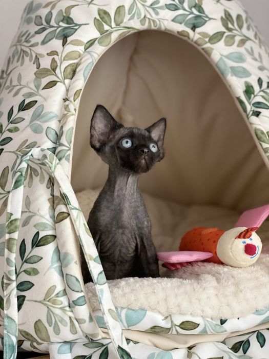 Morgan Calvados*PL   Devon Rex chłopiec  grupa B