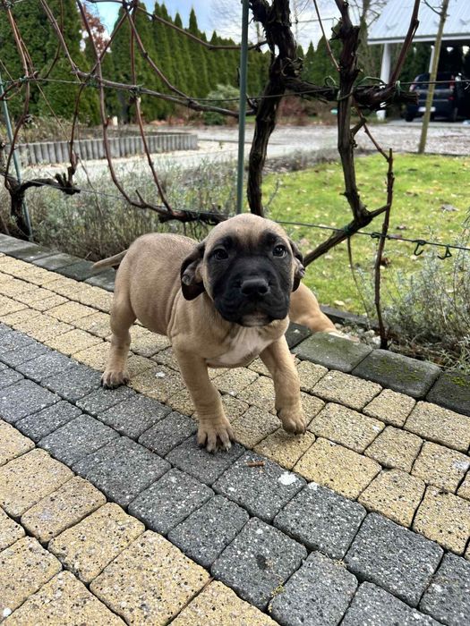 Szczeniak American Pitbull Terrier