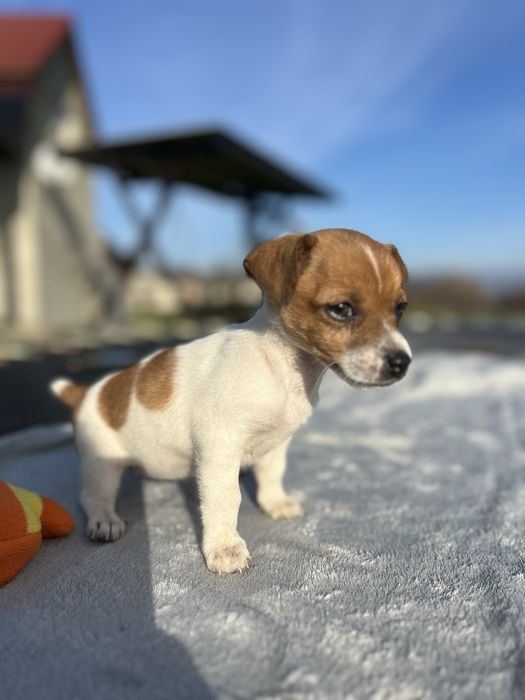 Щеночки Джек Рассел