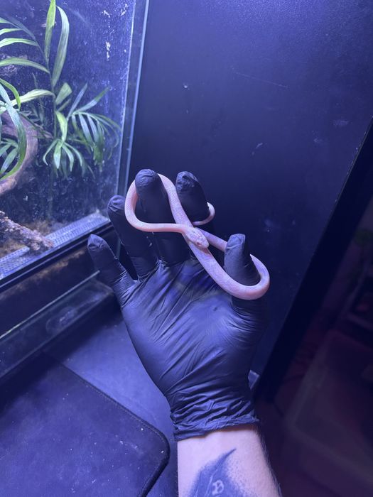 Węże zbożowe para