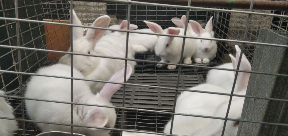 Кролики живым весом