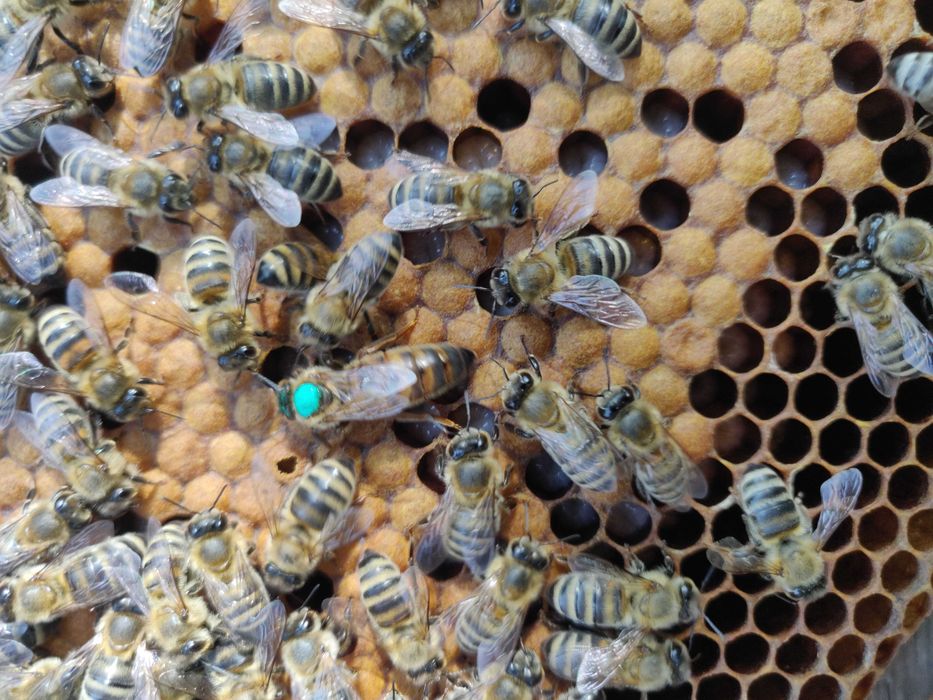 Бджоломатка Карніка Лампрехт ( Lamprecht) австрійський матеріал )