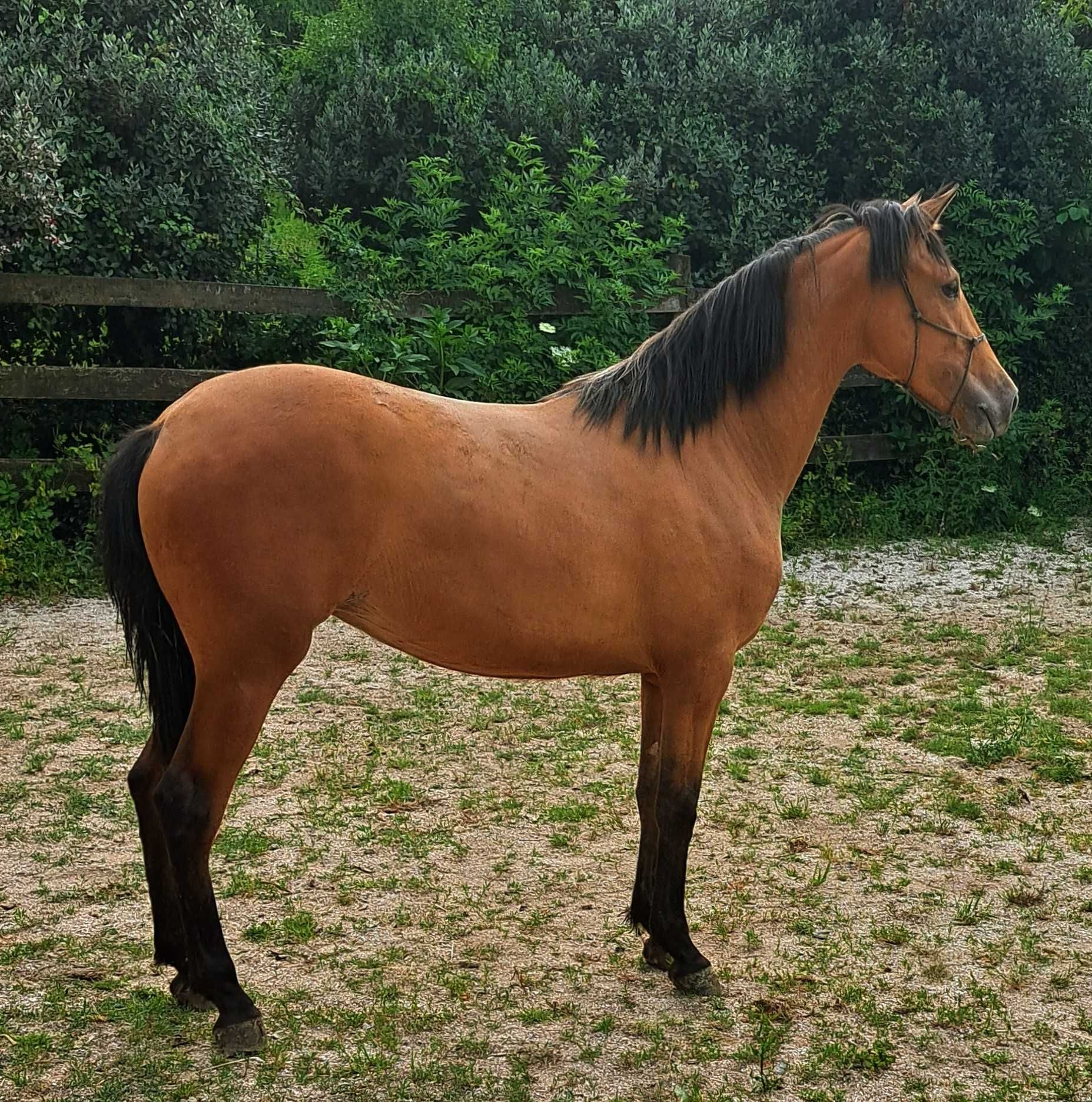 Poldra baia hispano- lusitana 18 meses