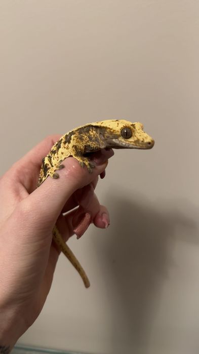 Młody gekon orzęsiony