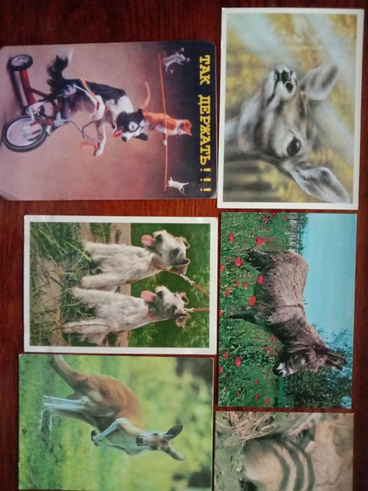 Открытки. Животные. СССР.