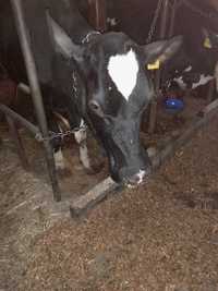 Krowa mleczna z somatyką