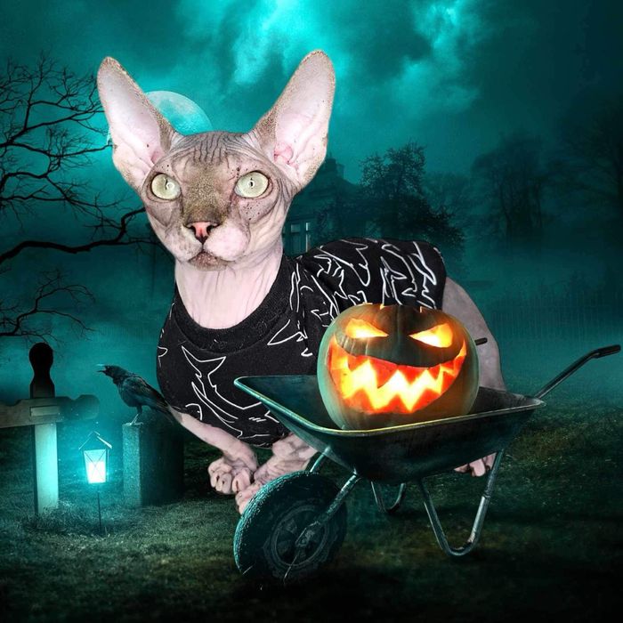 Котята різної породи