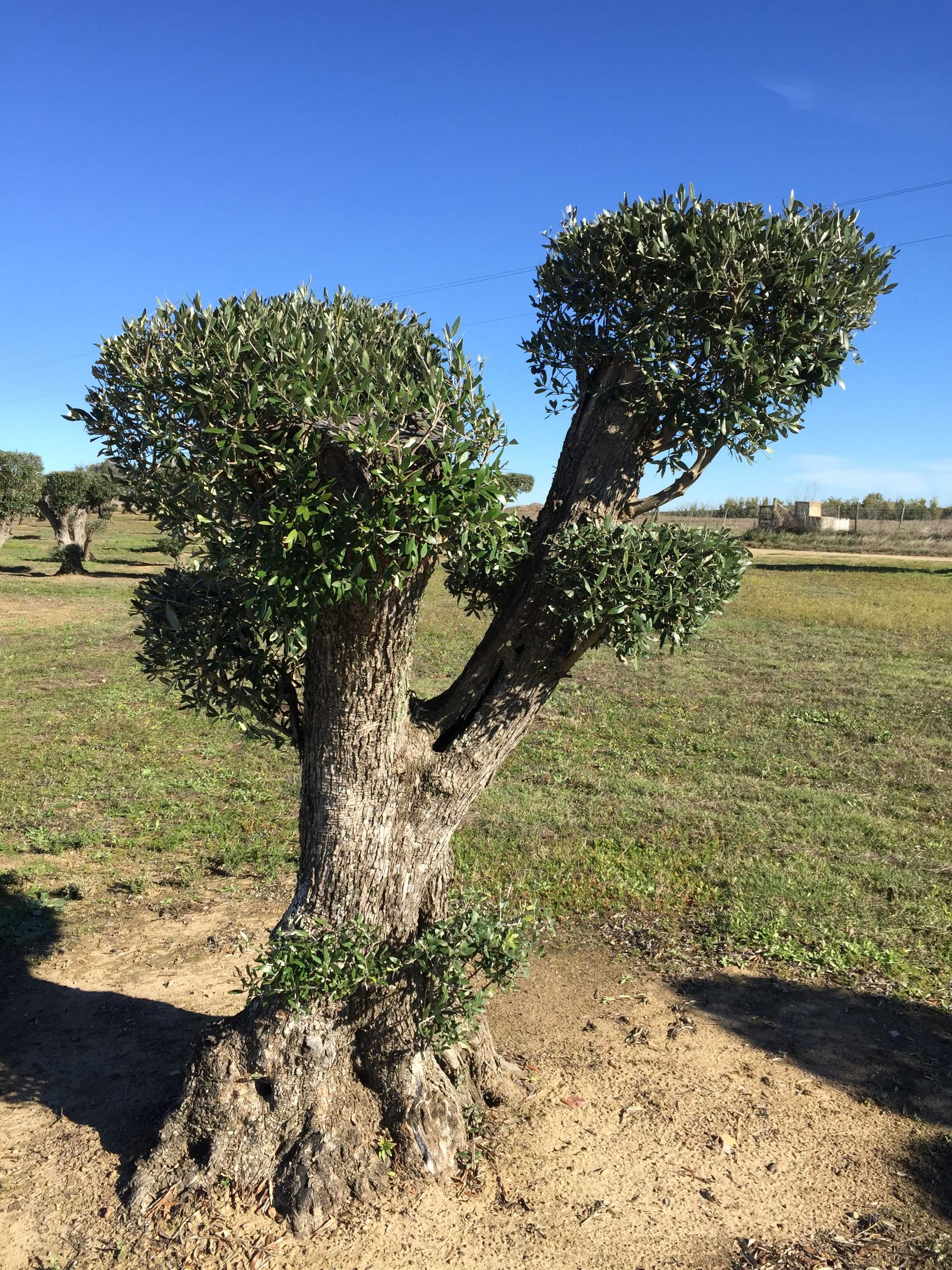 Oliveiras Bonsai - Alentejo