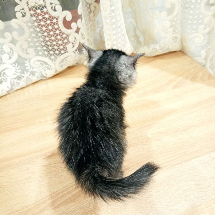 Кошеня киця 2 міс