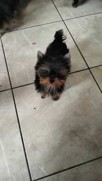 Yorkshire terrier