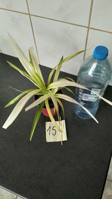 Sadzonki PANDAN jadalny