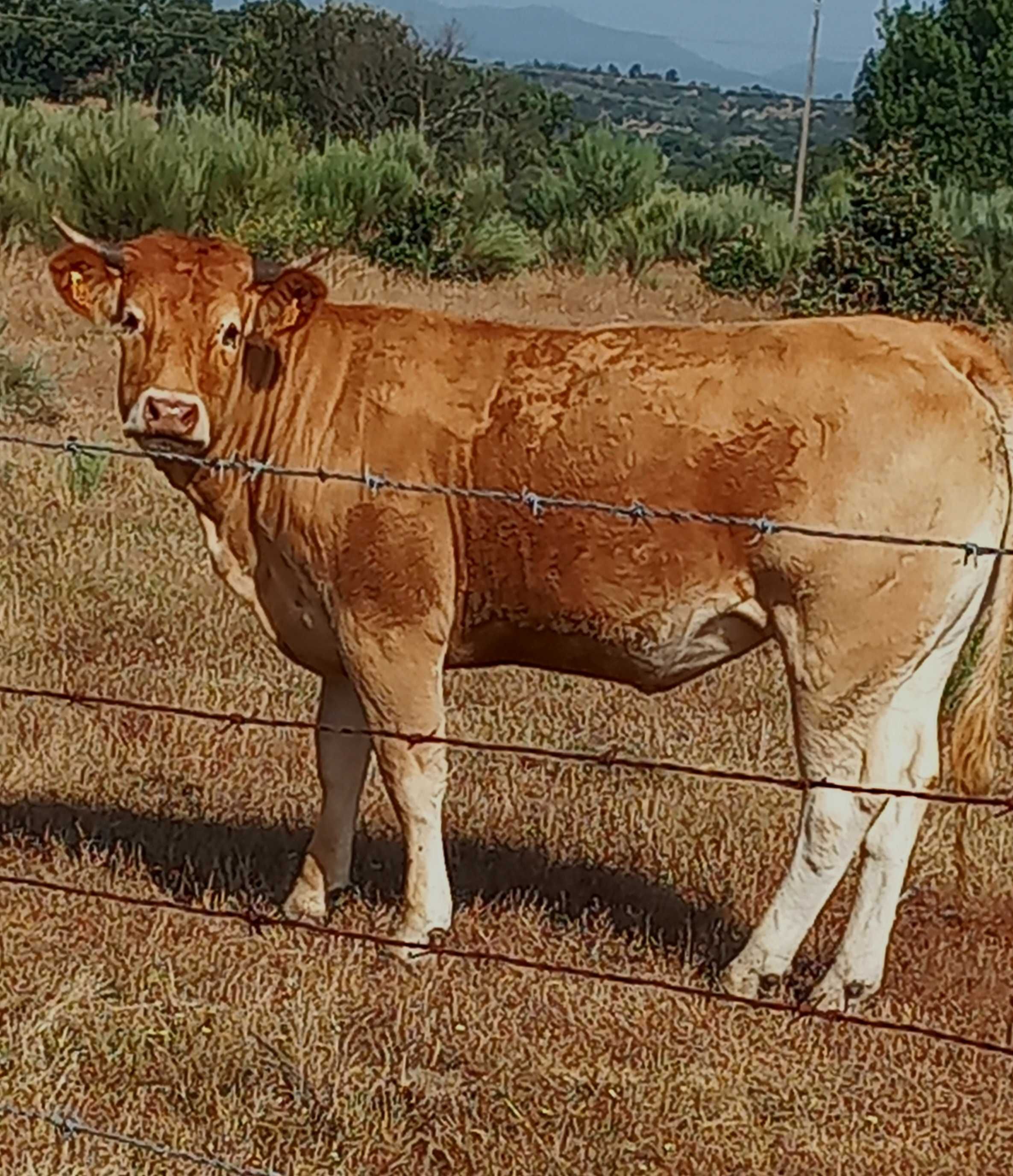Novilhas puras Limousine