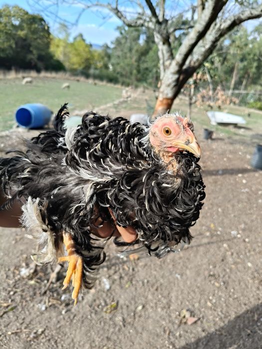 Pekins frisado casal