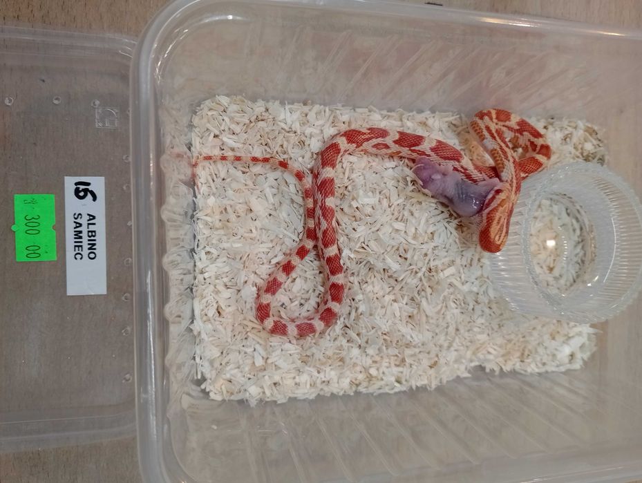 Wąż zbożowy nr 15. Albino, SAMIEC - sklep terrarystyczny ANIMALE