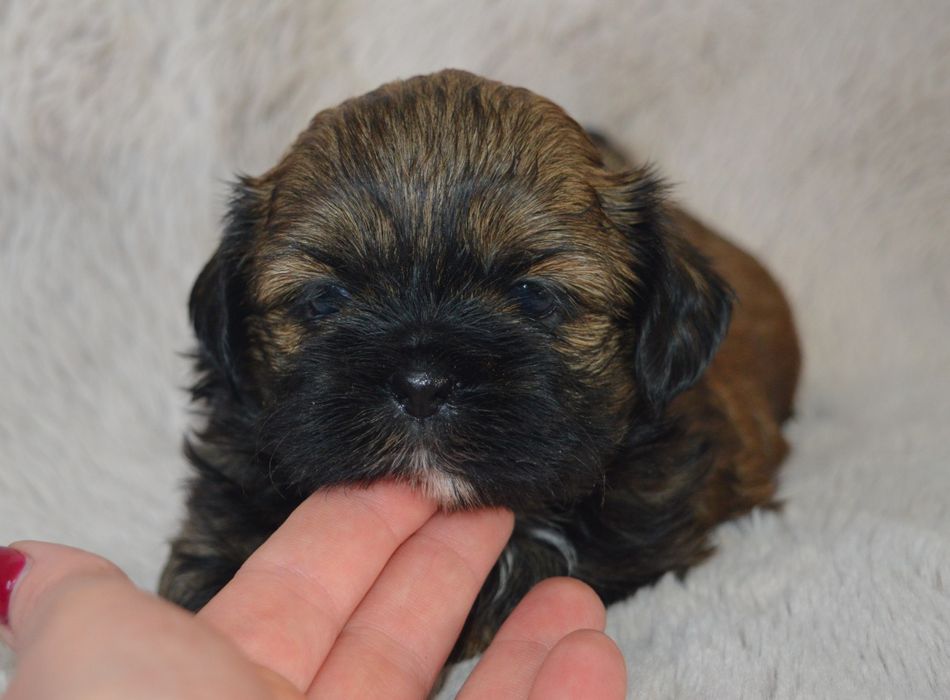 Shih Tzu piękna suczka