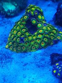 Zoanthus koralowiec akwarium morskie