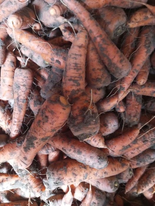 Морква домашня солодка