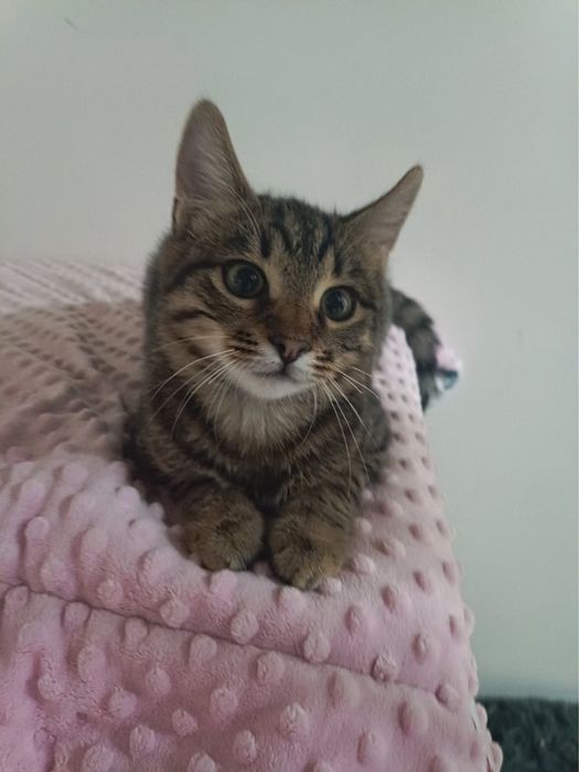 Котенок Шухер 4,5-5 мес,привит