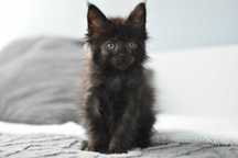 Kocurek Maine Coon Czarny/Rodowód FPL