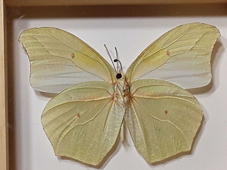 Motyl w ramce , gablotce 12 x 10 cm . Anteos clorinde 90 mm .