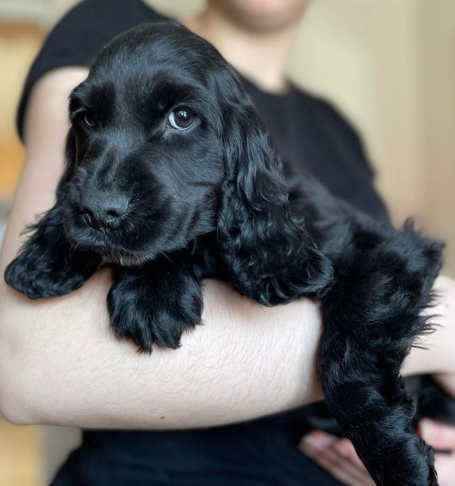 Cocker spaniel angielski