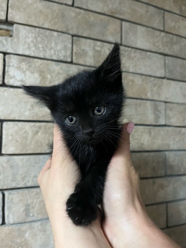 Кошенята коти шукають дім