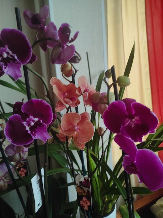 Сортовые орхидеи в подарок