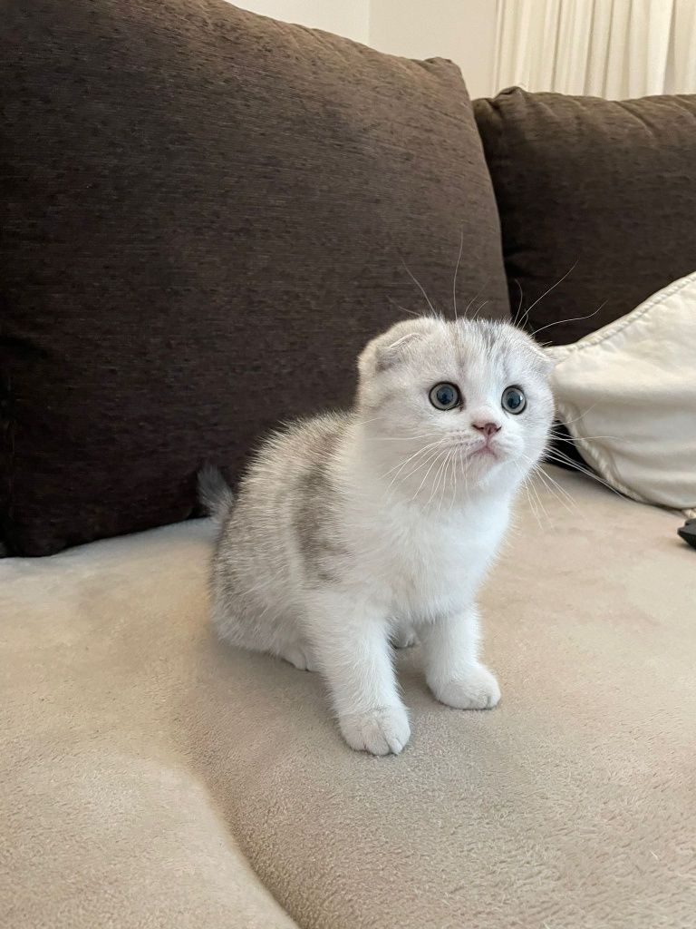 Gato scottish fold e straight