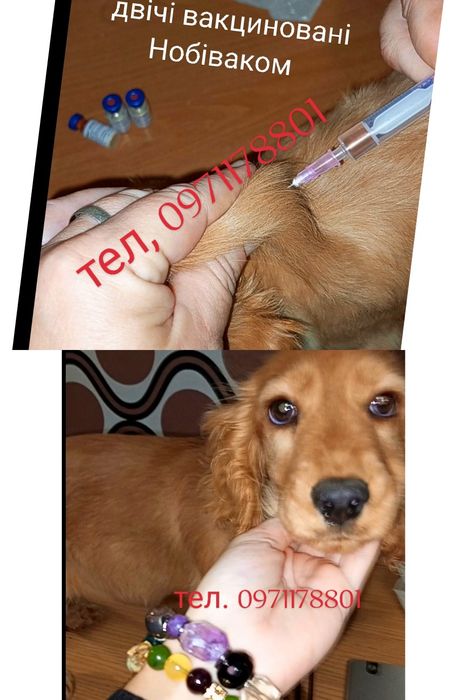 вакцини Нобівак міжнародний з Держпродспоживслужби  паспорт