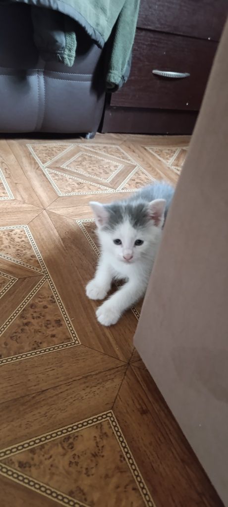 Отдам а хорошие руки котят