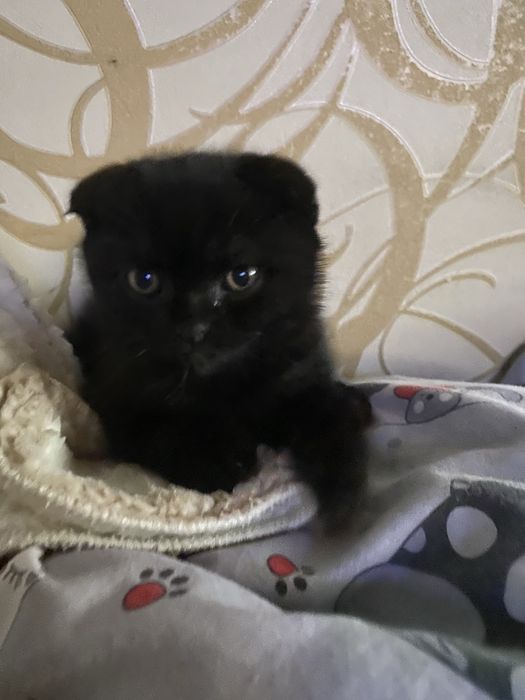 Шотландські короткошершті кошинята