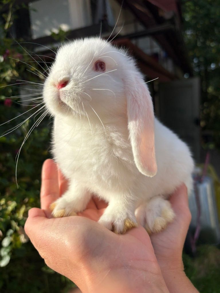 Hodowla króliczek karzełek Teddy mini lop baranek